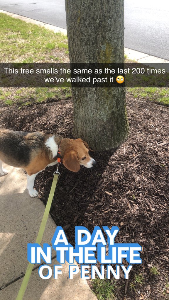 pdrumm's tweet image. #lifeofbarkley #dogsoftwitter #beagle