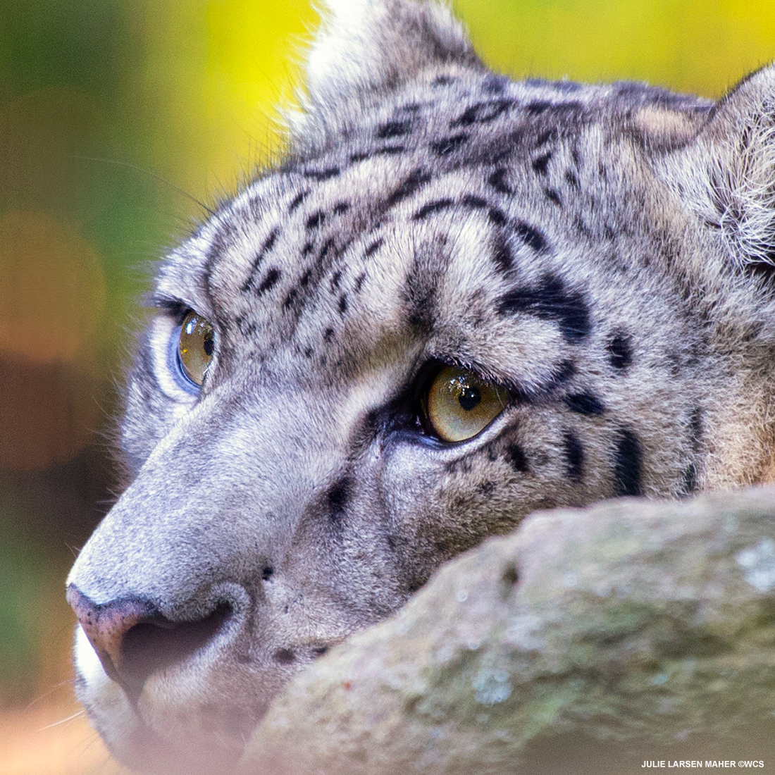 julie_l_larsen's tweet photo. SNOW LEOPARD @TheWCS @BronxZoo #BigCats #CatsofTwitter #WCSPhotoCollection #Khyber @snowleopard #EarthStrong #IMissMyZoo https://t.co/wPa0AxhHCy