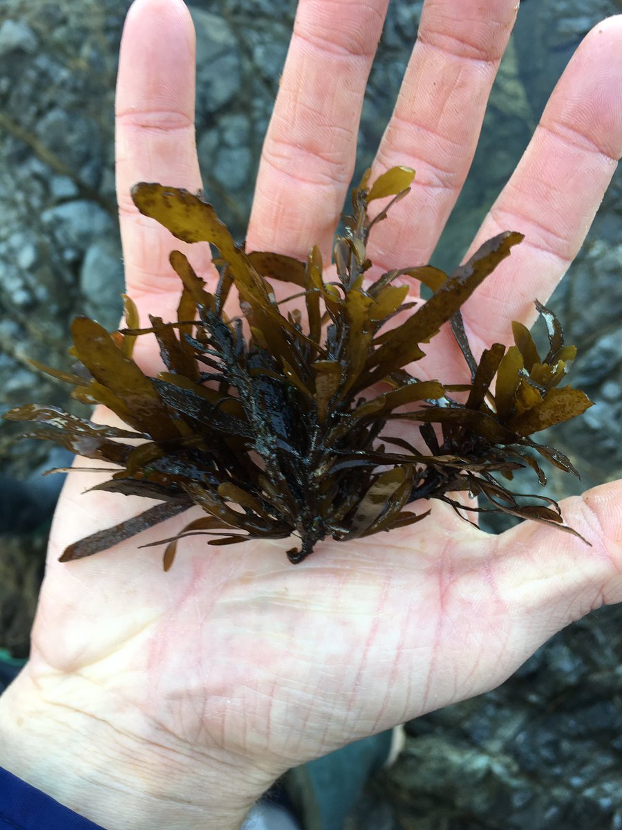 Martonelab's tweet image. For #PhycologyFriday, I’d like to try to stump you all with this surprisingly common #seaweed found intertidally near #BamfieldMSC... it sure stumped my students. What do you think?