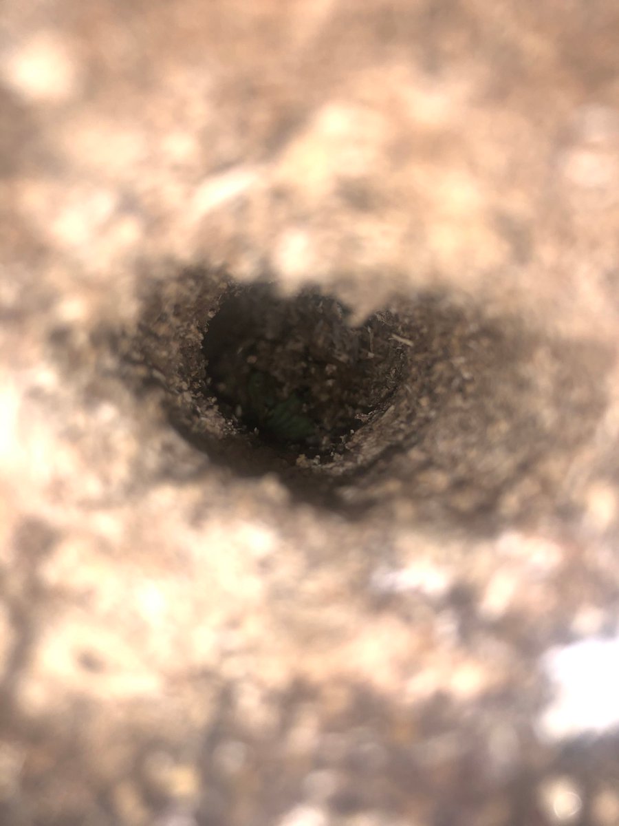 SamiWright11's tweet photo. Looks like something has been burrowing in this stump. At first I thought it could be rot, but then I saw all of the sawdust surrounding the hole. I couldn't see how deep the hole was... I wonder if it's from an animal or insect? #BucknellOrganismalBiology @DrHaussmann https://t.co/7HIXxMEjYK