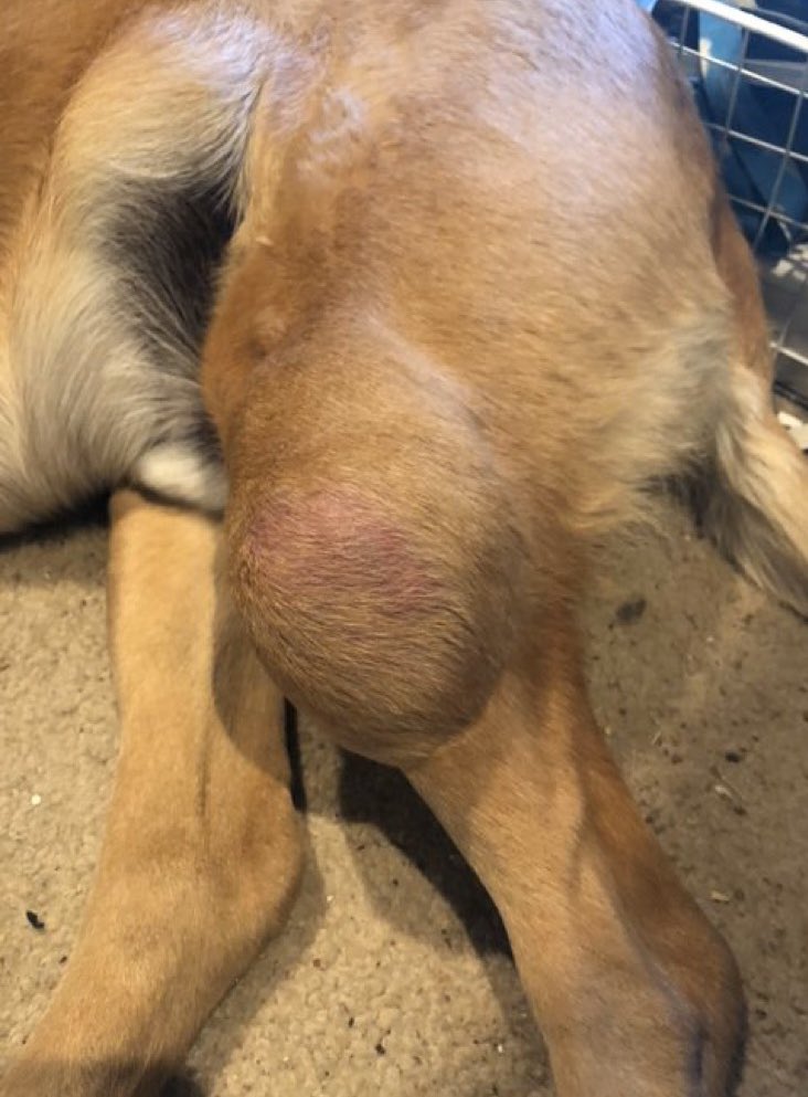 dog_rates's tweet photo. This is Remy. He has a lump on his leg that was recently determined to be cancerous. Surgery to remove it followed by treatment is his best option. He would really love more time to lick the wind and sniff the flowers. You can give him that below. 13/10 

https://t.co/cJyFPsC4wc https://t.co/XXPdjgEOef