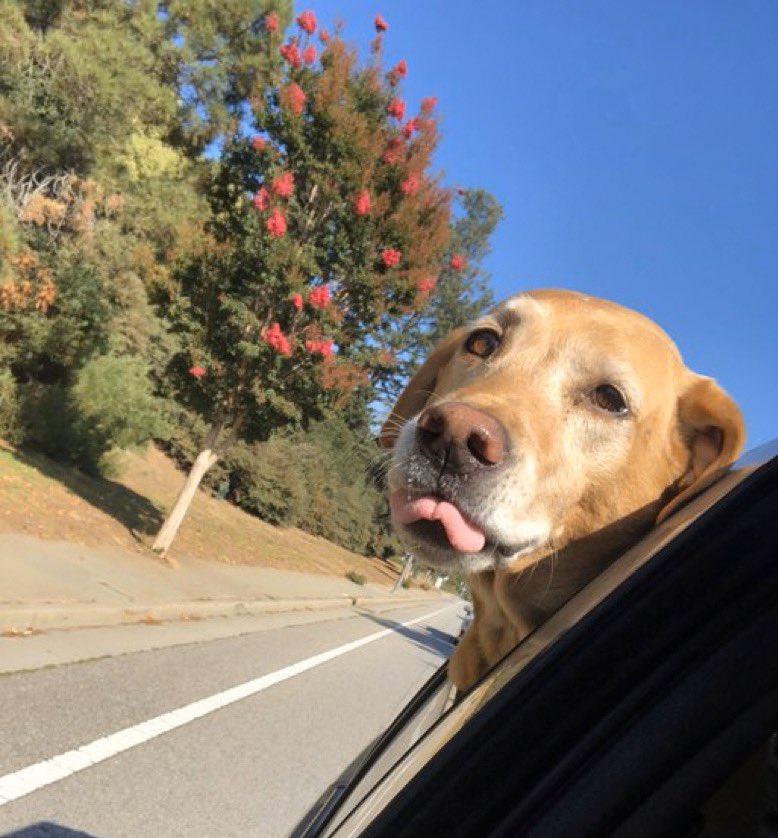 dog_rates's tweet photo. This is Remy. He has a lump on his leg that was recently determined to be cancerous. Surgery to remove it followed by treatment is his best option. He would really love more time to lick the wind and sniff the flowers. You can give him that below. 13/10 

https://t.co/cJyFPsC4wc https://t.co/XXPdjgEOef