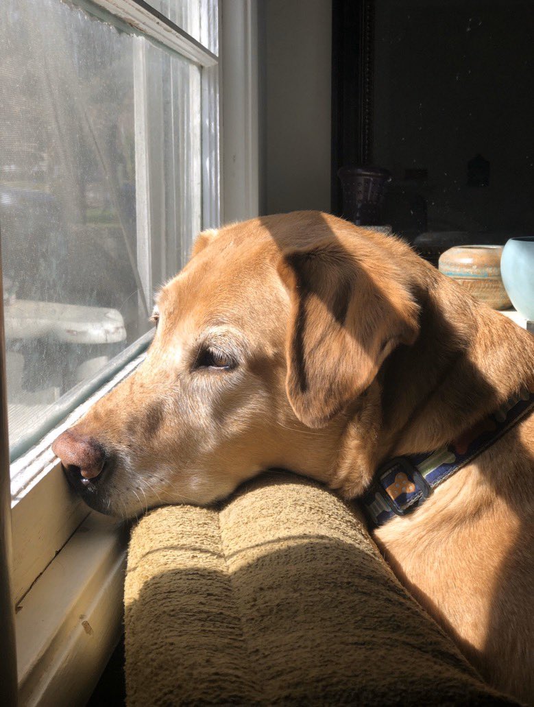 dog_rates's tweet photo. This is Remy. He has a lump on his leg that was recently determined to be cancerous. Surgery to remove it followed by treatment is his best option. He would really love more time to lick the wind and sniff the flowers. You can give him that below. 13/10 

https://t.co/cJyFPsC4wc https://t.co/XXPdjgEOef