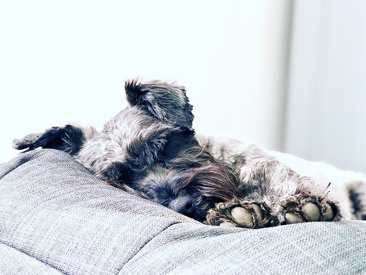 beardandbounce's tweet photo. Naps make you smarter right...?🤓💭 #dogsoftwitter #schnauzer https://t.co/GCf82V7CSI