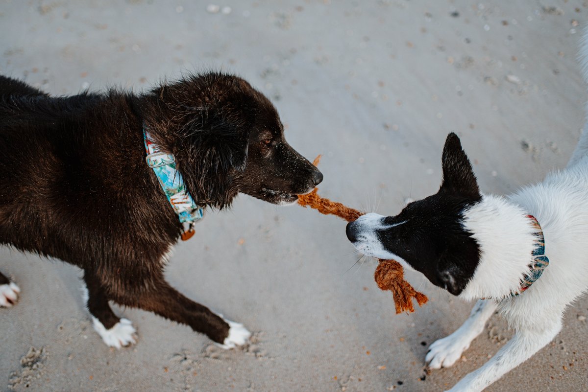CocoChewLLC's tweet photo. Some of our cali friends sharing a coconut husk rope!
#CocoChew #naturaldogtoys #dogtoys #dogsoftwitter #natural #beachdogs

 📸 IG @bouncy.ivy https://t.co/uElXA2JBsK