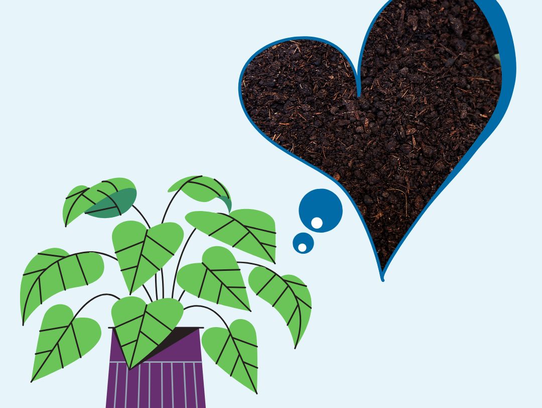Even the best potting soil gets depleted of its nutrients over time as plants grow. Show your house or potted plants some love by mixing in an inch of compost to your potting soil 2x a year. #icaw2020 #soillovescompost #internationalcompostawarenessweek #earthday <a href="/MontgomeryCoMD/">Montgomery County MD Government</a>