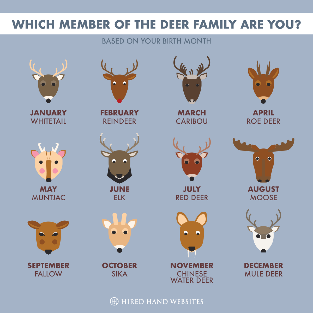 Which one are you? 🦌

#deer #deerfamily #whitetaildeer #reindeer #caribou #roedeer #muntjac #elk #reddeer #moose #fallow #sika #chinesewaterdeer #muledeer