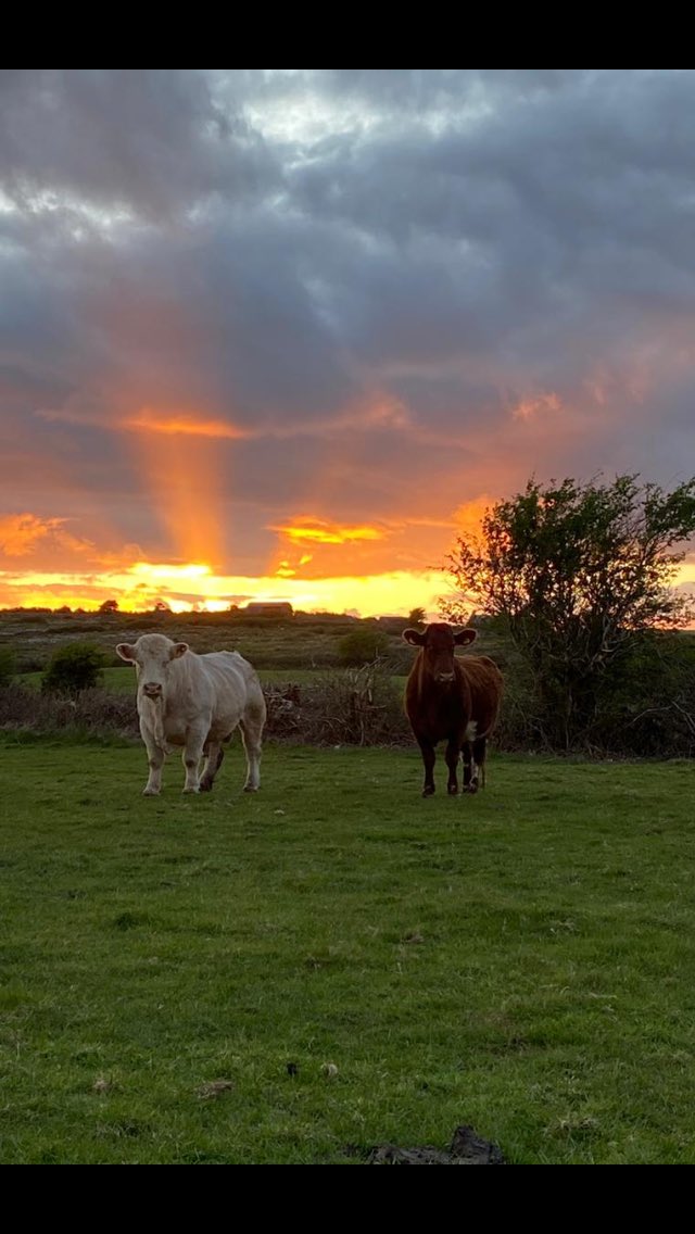 JJ O'Dea tweet media