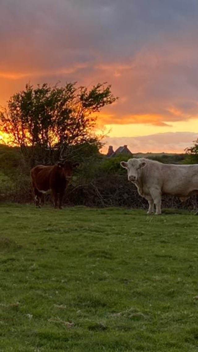 JJ O'Dea tweet media