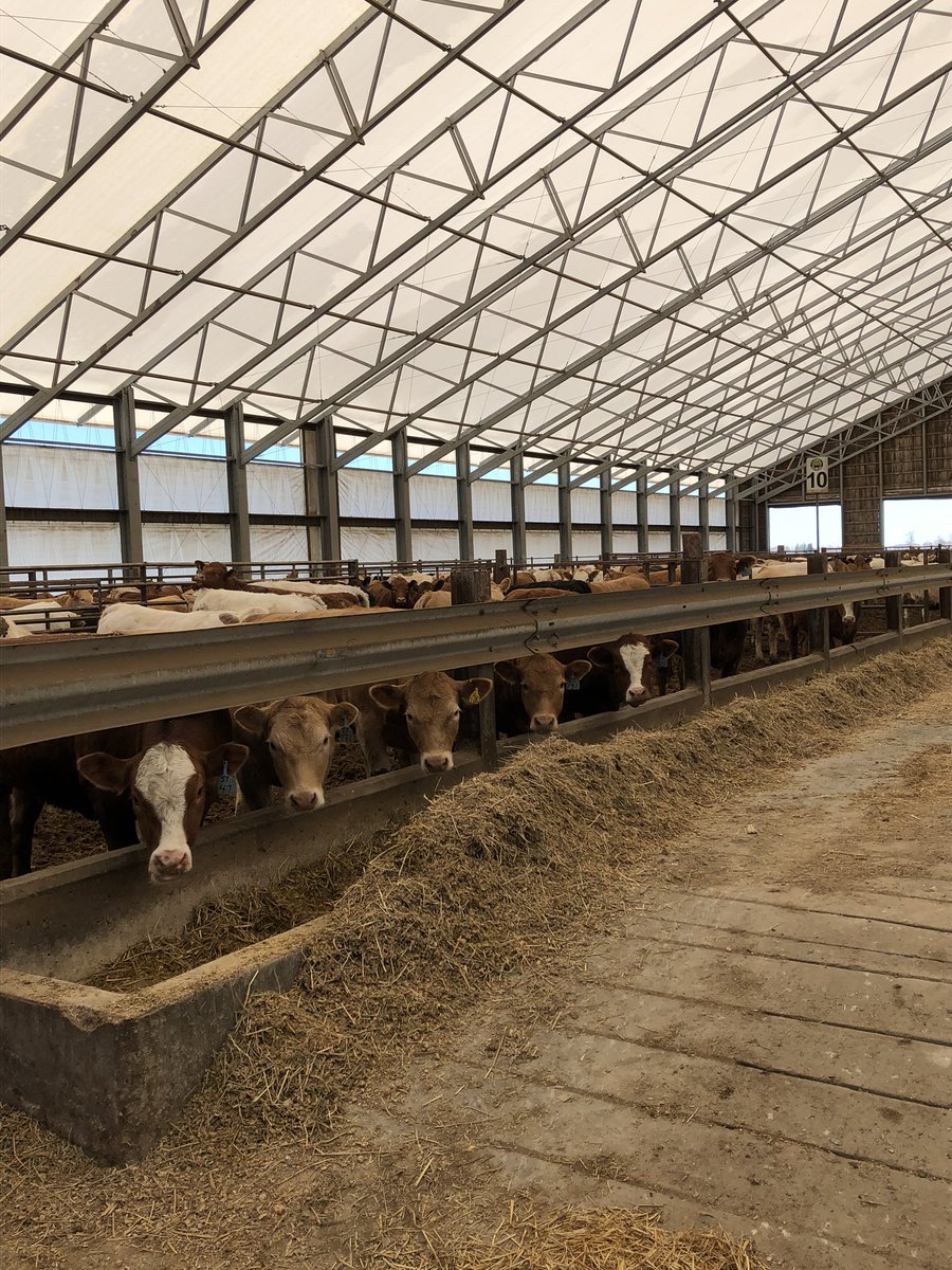 chaffe_evan's tweet photo. @CdnCattlemen @mclaudebibeau The Ontario RMP is a important BRM tool but it being capped makes it lack effectiveness especially during hard times. It also impacts #youngfarmers who haven’t had time to build up equity. #UncapRMP #fixPriceinsurance @mclaudebibeau @JohnNaterMP @RandyPettapiece @erniehardeman https://t.co/mJzgbeZlj2