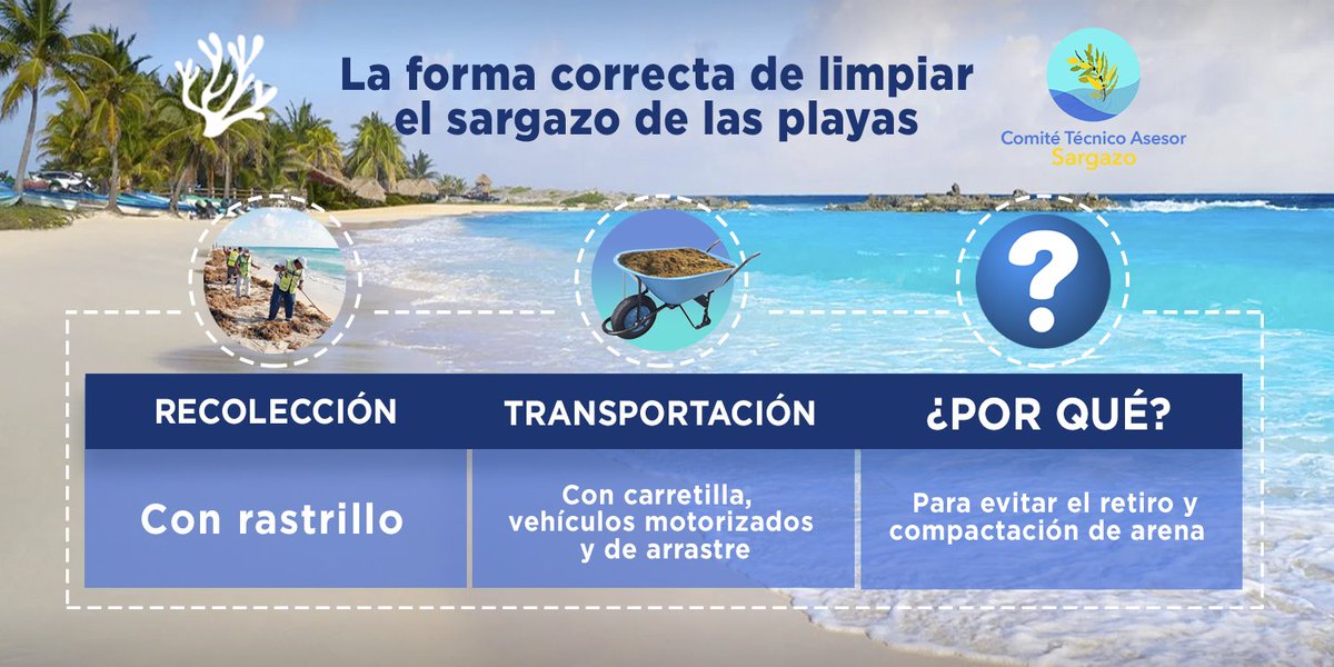 CTASargazo's tweet photo. Es importante tener en cuenta todas las medidas para evitar hacer otro daño al momento de recolectar el sargazo de las playas. https://t.co/5YiEzBdSYs