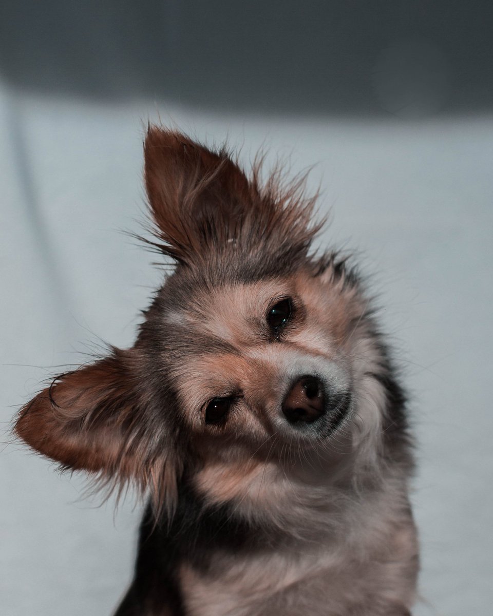 rous🦋 tweet media