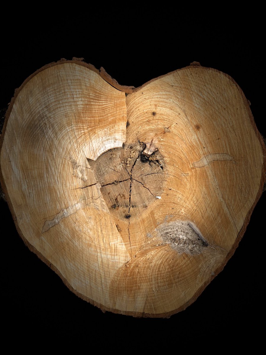 ExaggeratedP's tweet image. I’m having a hard time turning this “Loving” piece of tree into firewood.