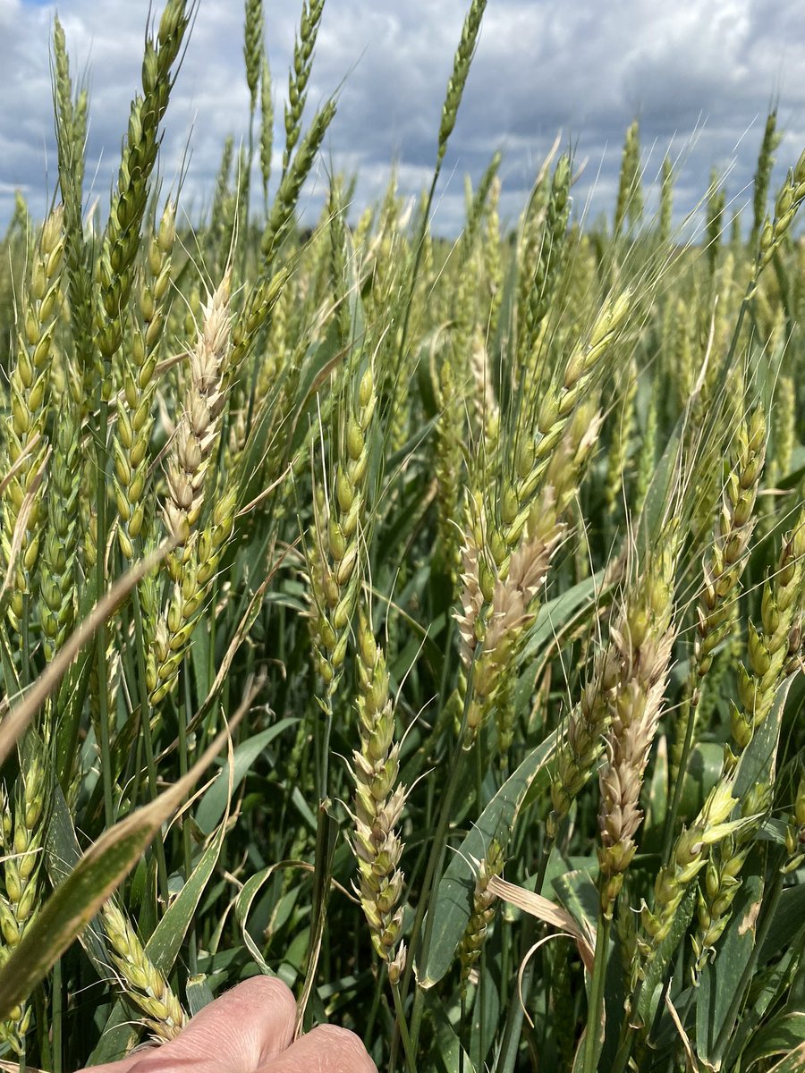 AgriMAXX Wheat tweet media