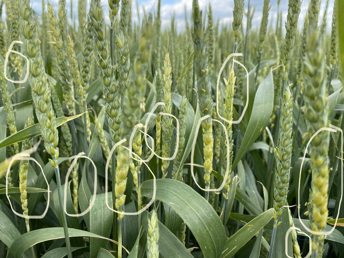 AgriMAXX Wheat tweet media