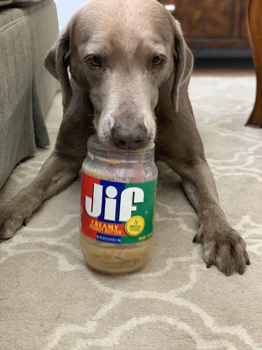 ReaganACS's tweet photo. Dixie is having the best day ever! She’s getting to lick the empty @Jif peanut butter jar. #choosingdogs https://t.co/ToaCK1oV7l
