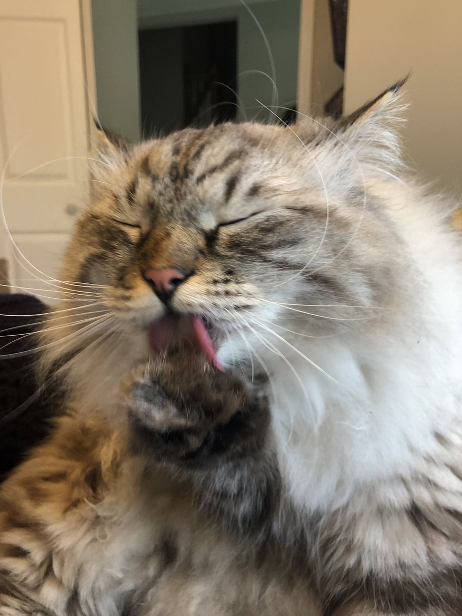 Vlad the Impaler the Cat tweet media