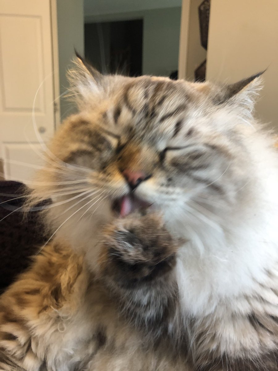 Vlad the Impaler the Cat tweet media