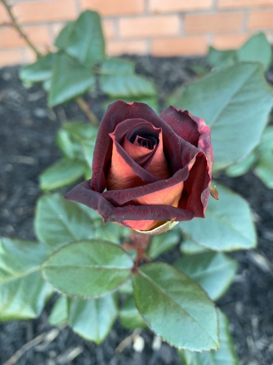 mkeithsmith's tweet image. 