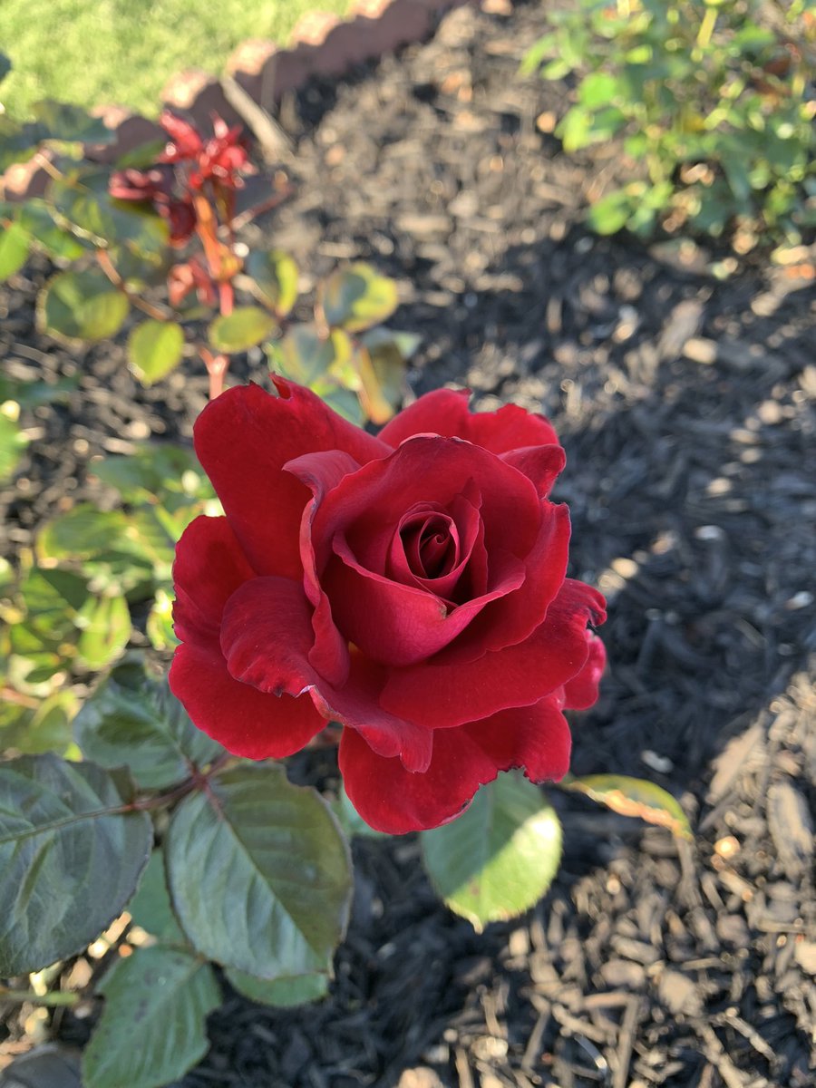 mkeithsmith's tweet image. 