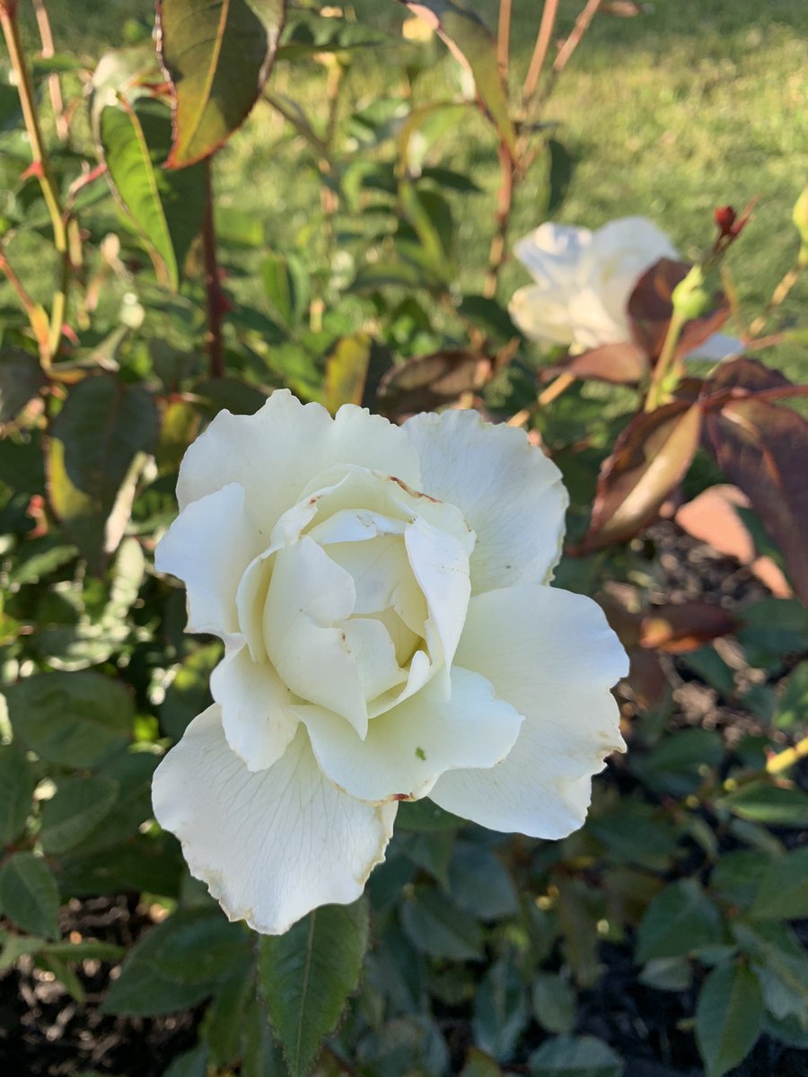 mkeithsmith's tweet image. 