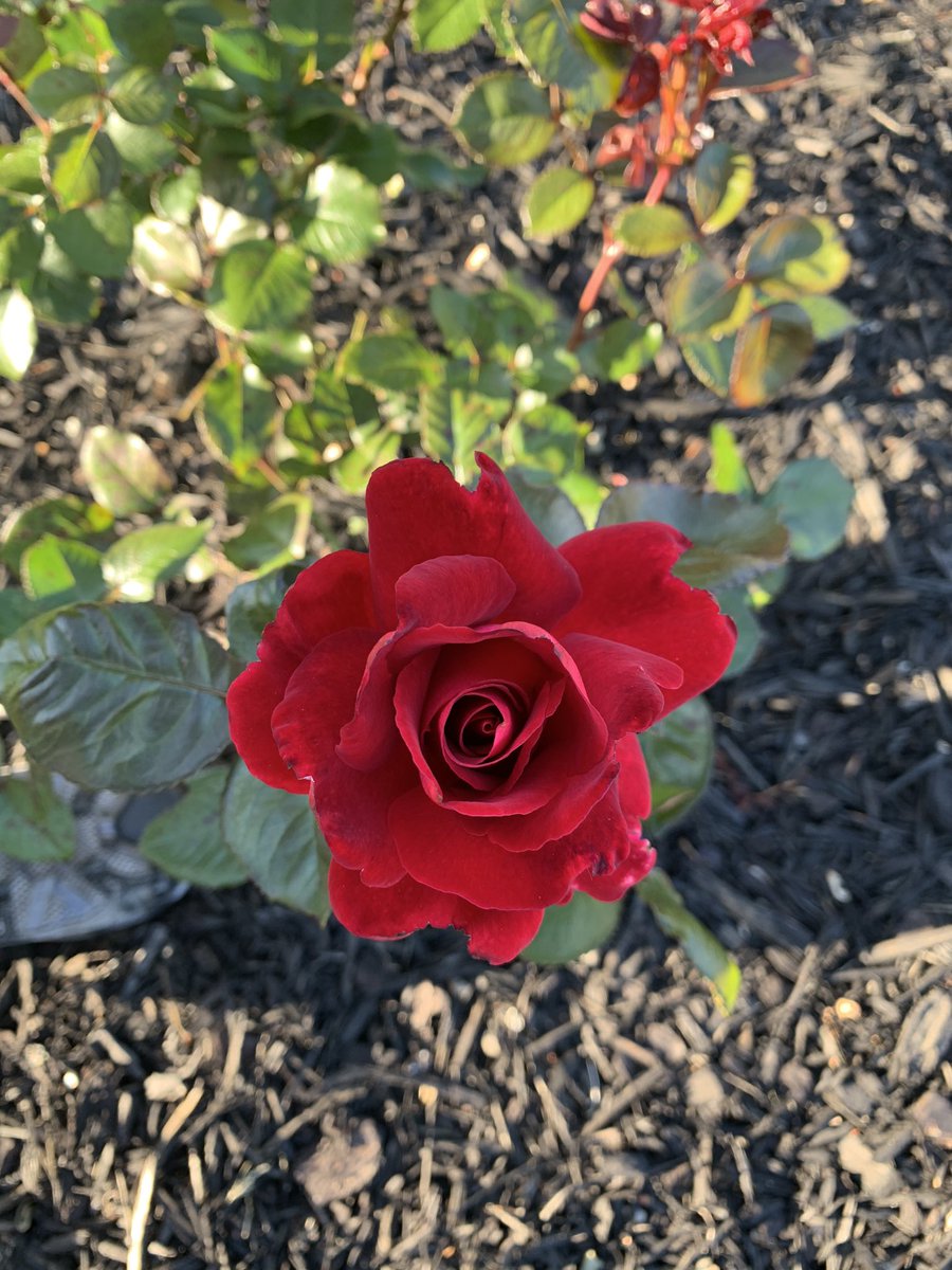 mkeithsmith's tweet image. 