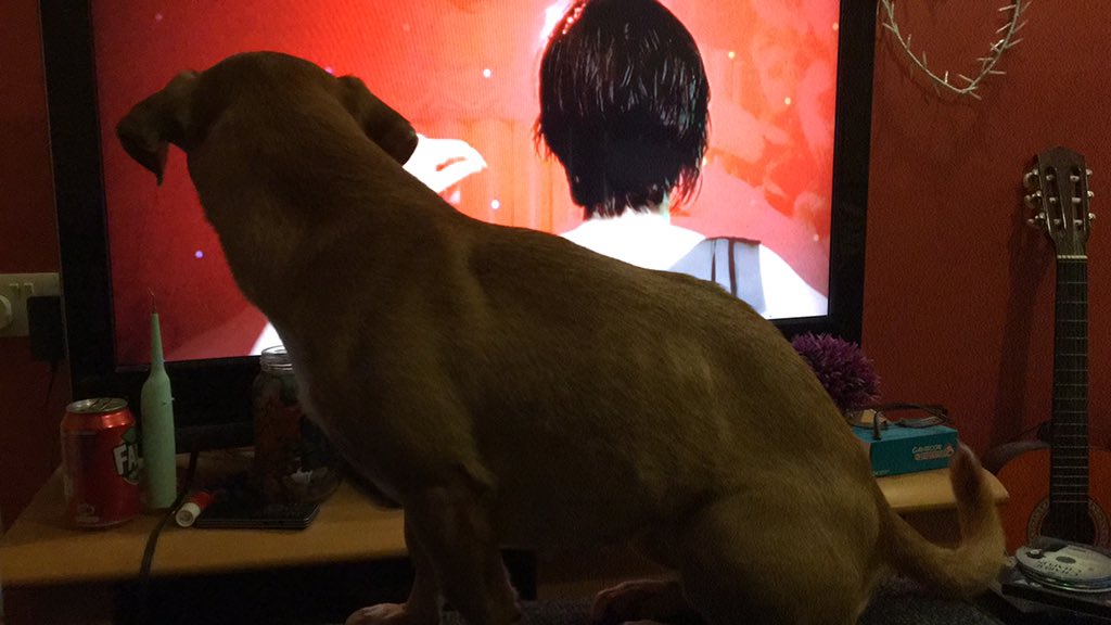 VikiRUVlogs's tweet photo. I can’t see past this dog haha #peterkay #comedyshuffle https://t.co/PZL8sZXYjY