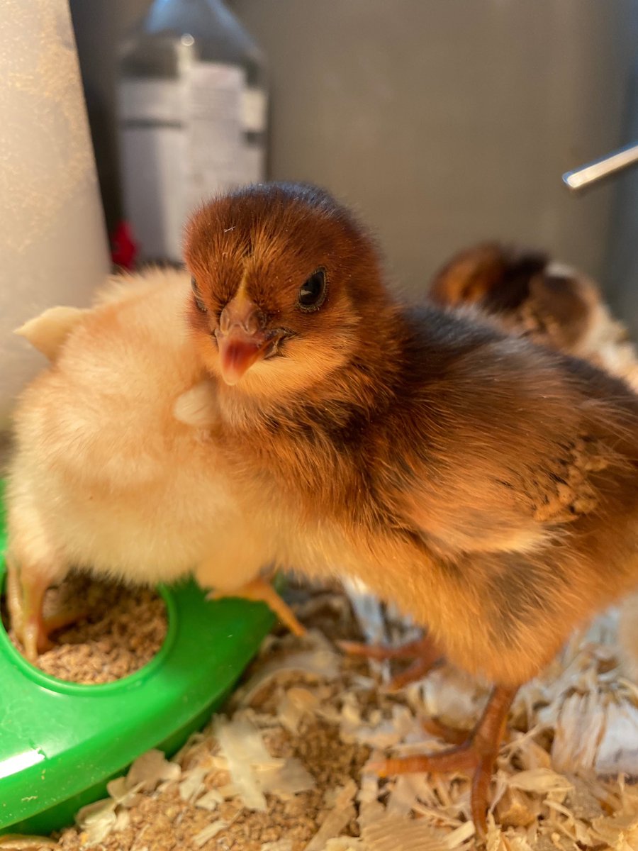 HardtRosellen's tweet photo. WJH students meet with animal expert AAce to learn about raising 🐓 chickens!@ABPanzer @srabolduc @AmyWatkinsEdD @WJHSSpirit @WCSDEmpowers @ASchout10 @WJHS75 @wjhsmainoffice @ABPanzer https://t.co/5oPfN45YtT