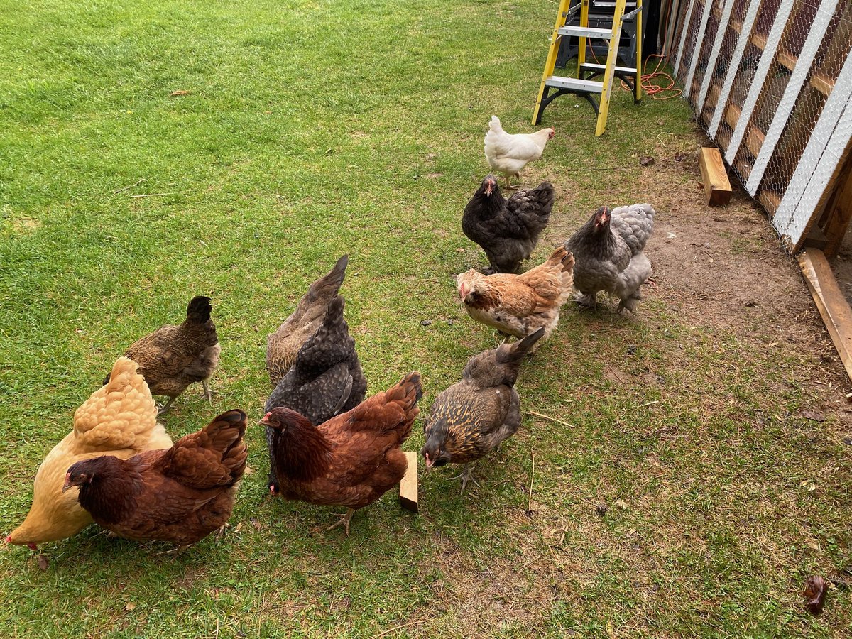 HardtRosellen's tweet photo. WJH students meet with animal expert AAce to learn about raising 🐓 chickens!@ABPanzer @srabolduc @AmyWatkinsEdD @WJHSSpirit @WCSDEmpowers @ASchout10 @WJHS75 @wjhsmainoffice @ABPanzer https://t.co/5oPfN45YtT