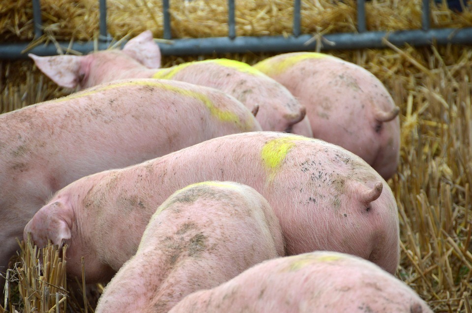 NutritimeB's tweet photo. China segue tendo necessidade de importar grandes volumes de carne suína

Saiba mais:https://t.co/zFlRTcDqTs
Fonte: Notícias Agrícolas

#nutritime https://t.co/9X4CTQ4DQZ
