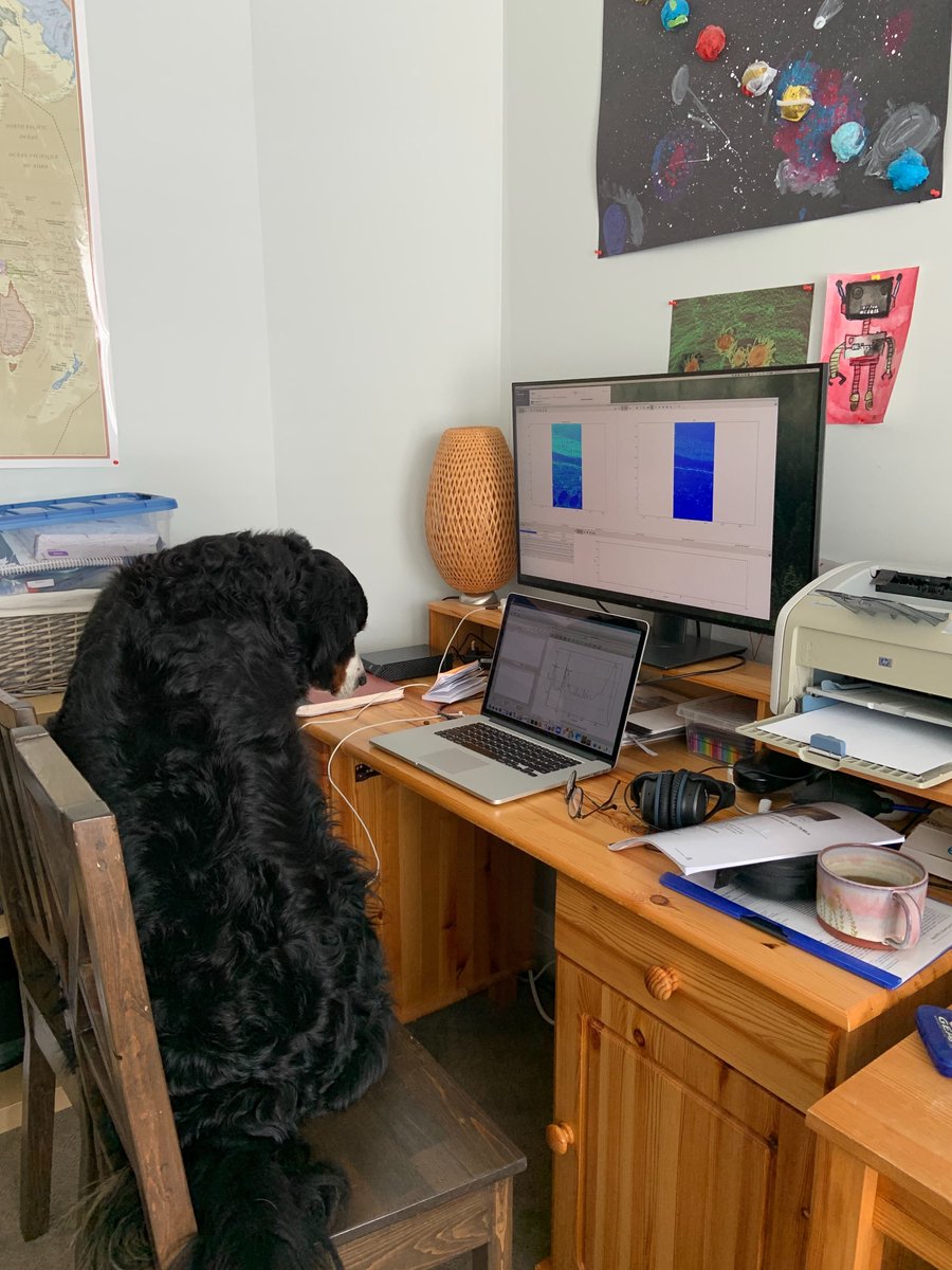 CanLightSource's tweet photo. Gosia Korbas, our #BioXAS Beamline Responsible, has been #working from home, but this cutie stole her spot! #adorable #WorkFromHomeLife #workfromhomechallenge #PETSATHOME @synchrofish 🐕 https://t.co/COQq3rBBab