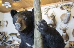 Me waiting for quarantine to be over and the <a href="/MSUMuseum/">MSU Museum</a> can be open again