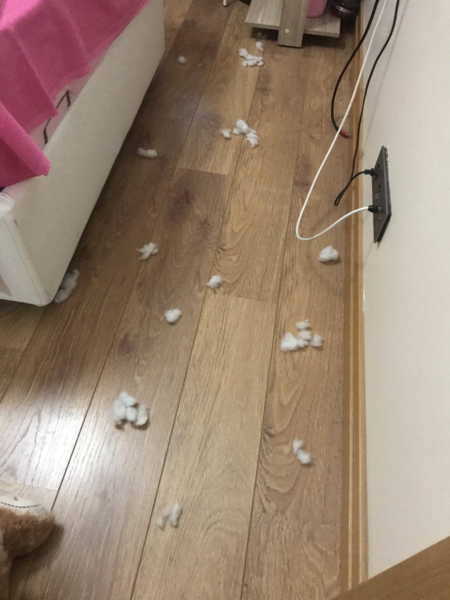 Köpeğim beni eğitiyor