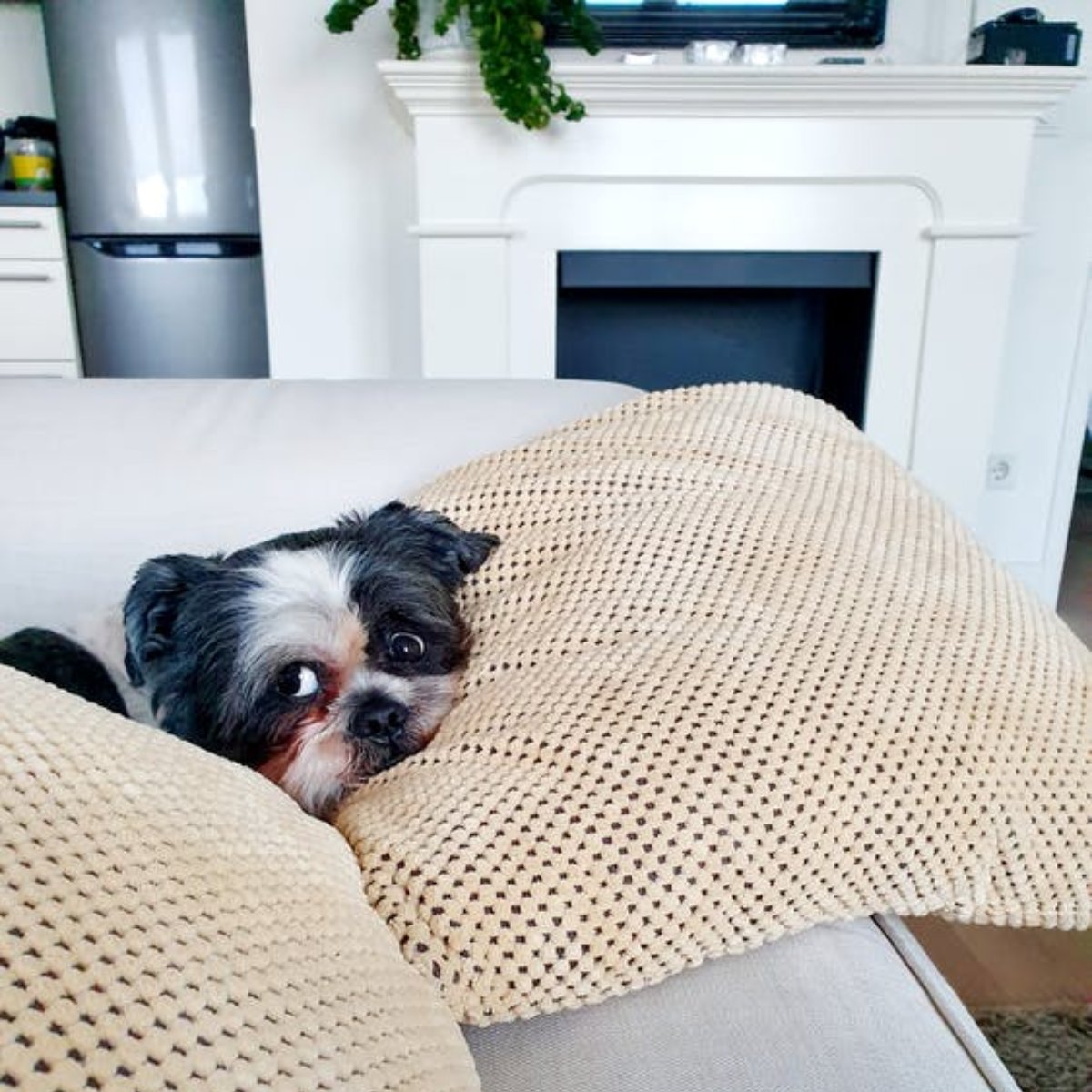 PalaceVet's tweet photo. Where’s your dog’s favorite spot in the house? https://t.co/bkvnKg42vD