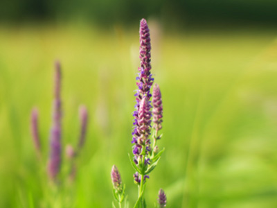 New Blog Post - Clary Sage Oil: Calming, Soothing, & Balancing:

ow.ly/3mdb50zuBO7

#NewDirectionsAromatics #takeanewdirection #clarysage #clarysageoil #clarysageessentialoil #soothingoils #calmingoils #balancingoils #essentialoils101 #oilylife #naturalliving #newblog