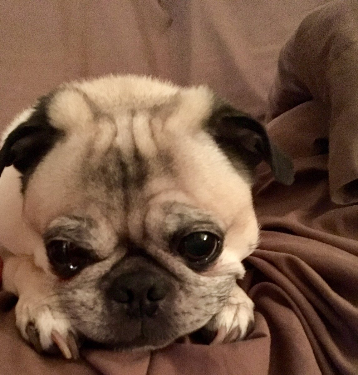 𝙎𝙝𝙚𝙡𝙡𝙮 𝙎𝙖𝙣𝙘𝙝𝙚𝙯 💡 tweet media