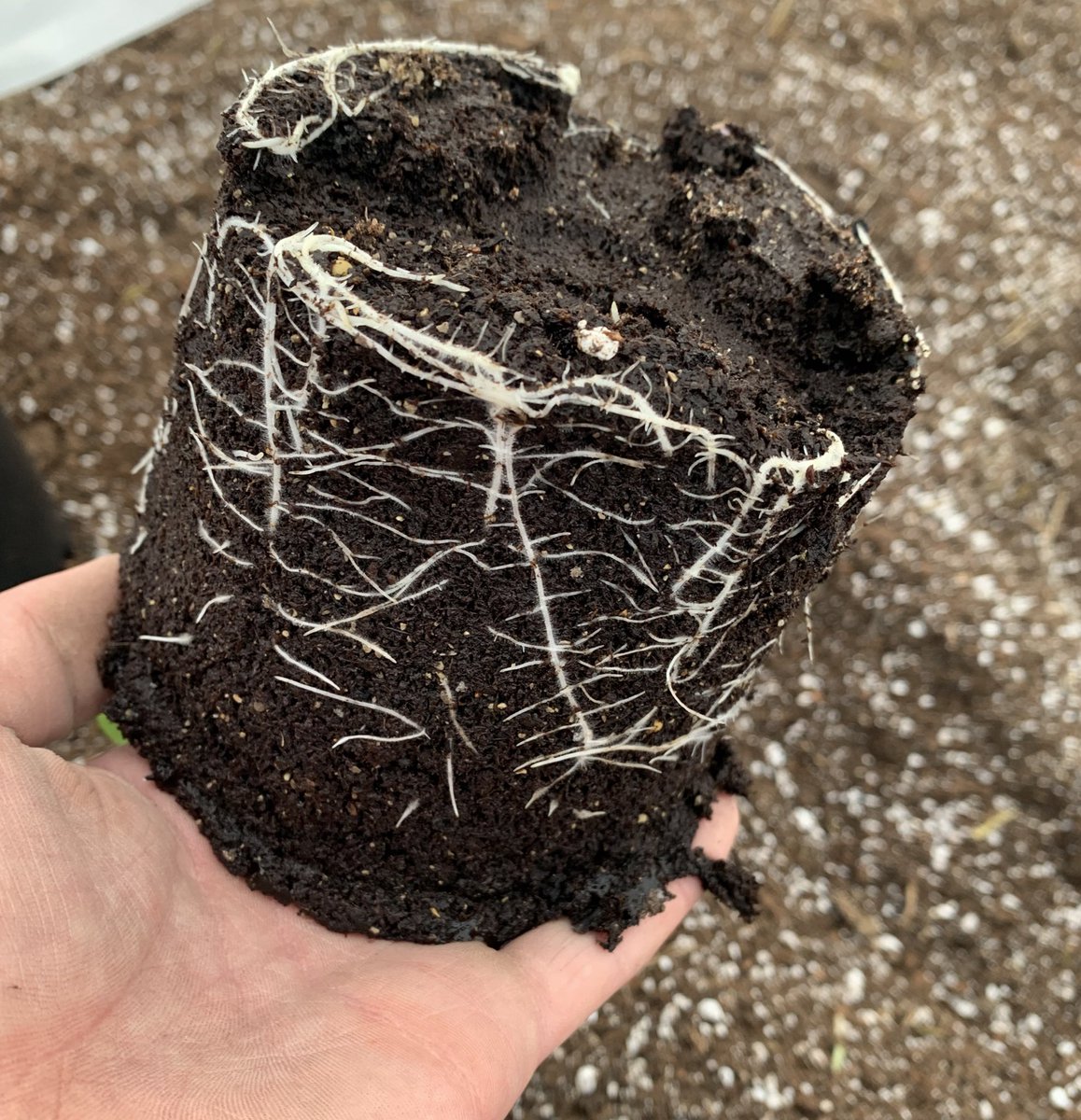 We’re underway with the🎃. Serious root system on very young plants. Must be the “secret” sauce😎