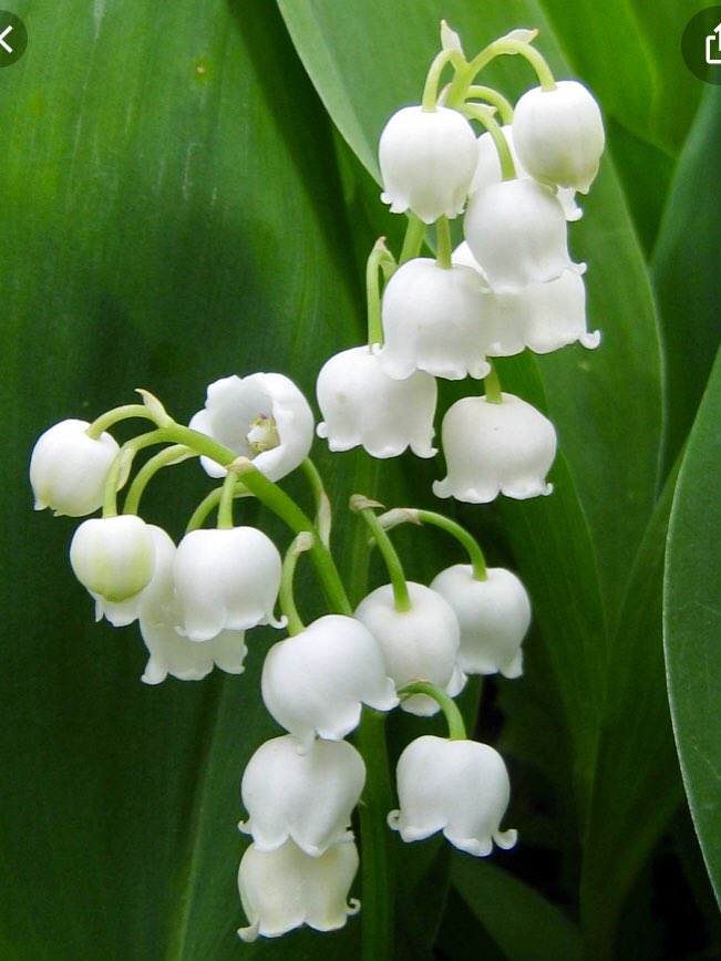 Valerie Ghent Happy May Day In France One Of My Favorite Traditions Is People Give Lily Of The Valley To Those They Love On May 1st Muget Is Everywhere Happy Valerie Ghent Happy May Day In France One Of My Favorite Traditions Is People Give Lily Of The Valley To Those They Love On May 1st Muget Is Everywhere Happy