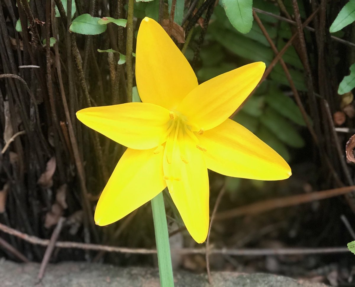 EmprezzGolding's tweet photo. A beautiful flower at my home! I Thought I would share. What is the name of this flower? It just appeared. #FindingBeautyineverything https://t.co/MjGCLn8Yjo