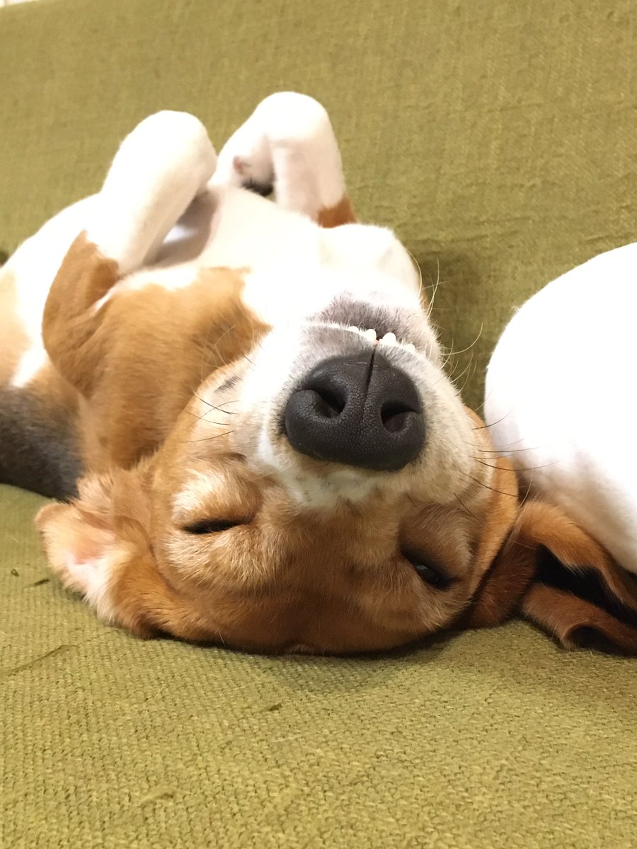 ビーグルスヌーピー Hashtag Pa Twitter