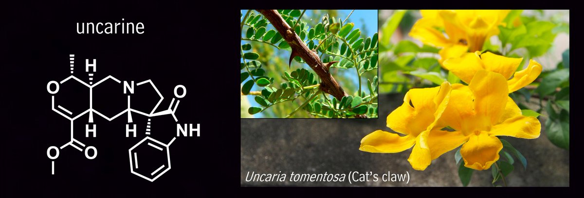 Root bark of Uncaria tomentosa ("Cat's claw", Gentianales) is used in traditional medicine. Oxindole alkaloids like uncarine are major U. tomentosa root bark constituents. They're associated with a variety of bioactivities, but are in need of more research! #PhytochemicalFriday