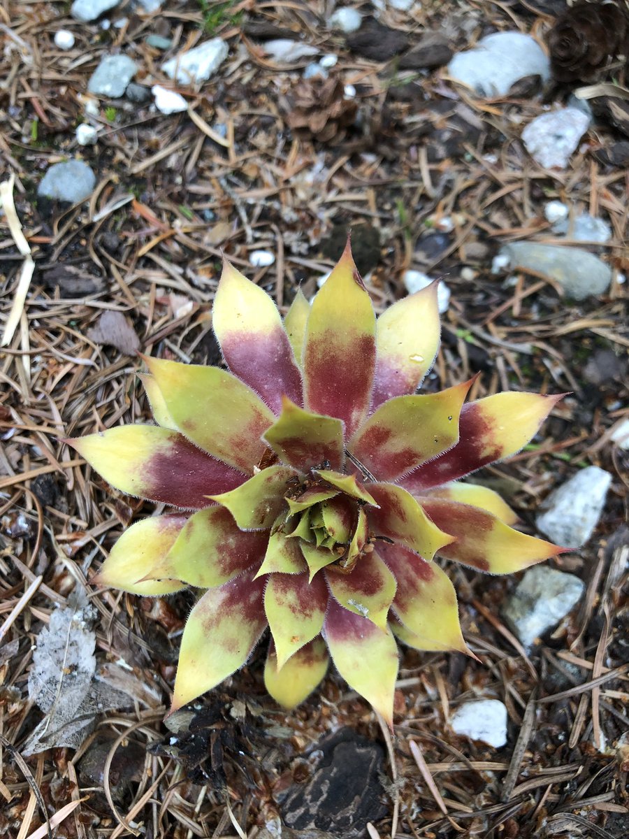 PatCodes's tweet image. 