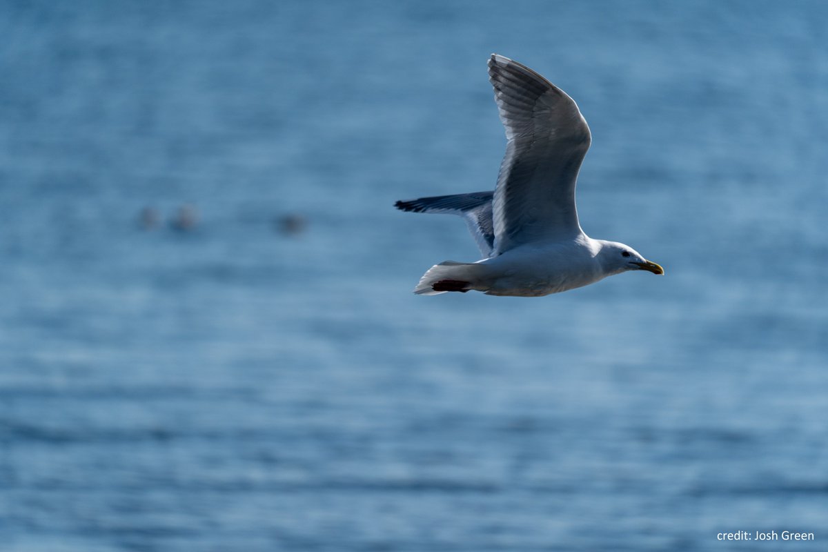 ECCCMarineBirds's tweet image. #ECCCSci are studying the environmental factors that underlie choice of habitats for Glaucous-winged gulls in the #SalishSea and if variations in habitat use affect exposure to contaminants #conservation #seabirds #scicomm
