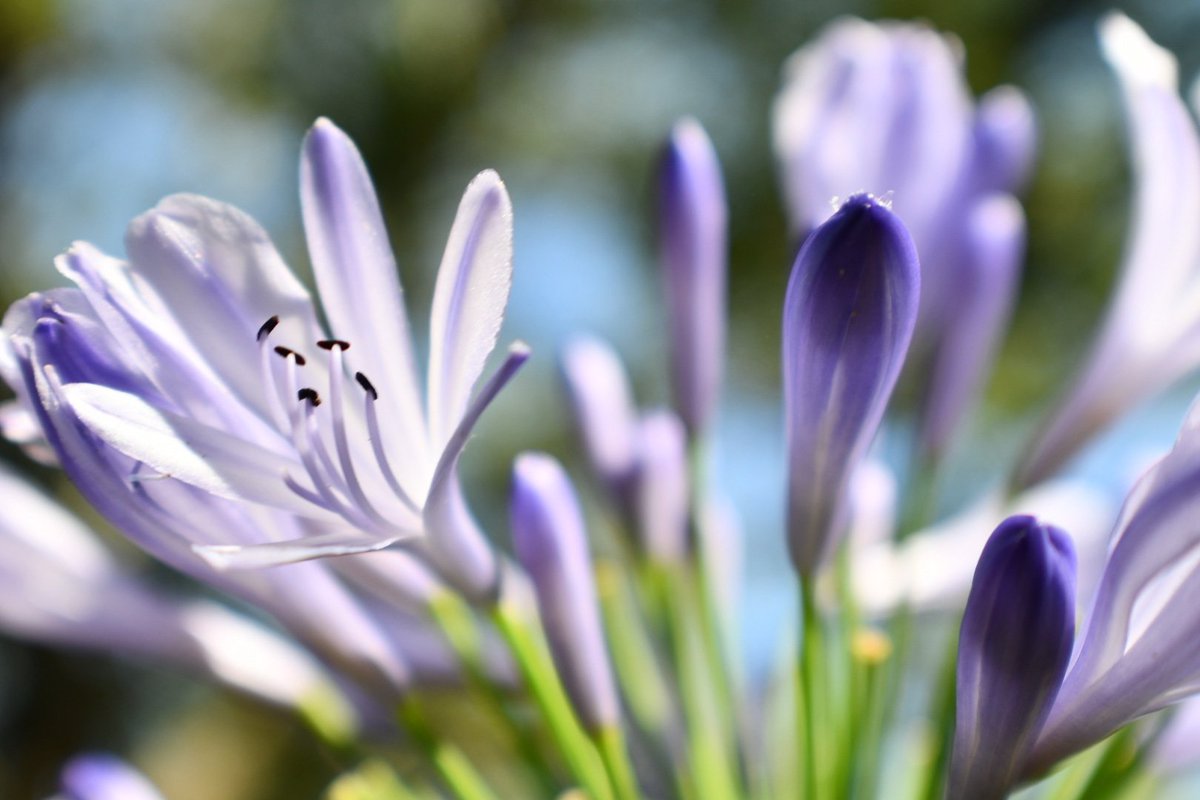 choczgurl's tweet photo. #wildflowers #macrophotography #realmedgevisuals https://t.co/esVjlUHmEV