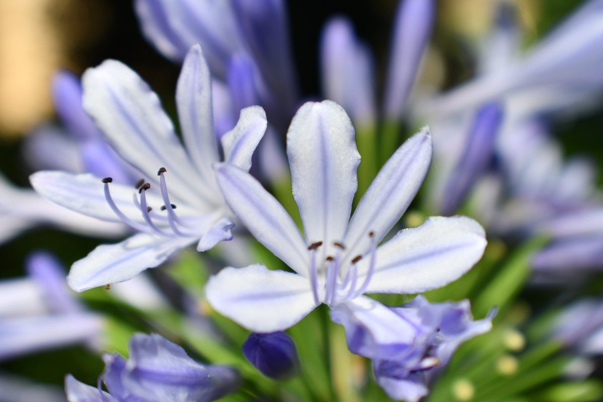 choczgurl's tweet photo. #wildflowers #macrophotography #realmedgevisuals https://t.co/GXq0BvHFh4
