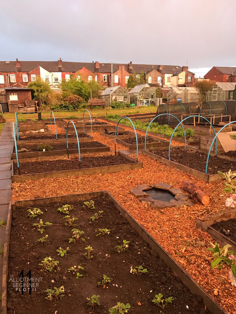 AllotmentPlot11's tweet image. All I need is some muck! 😁 Evening delivery of Chip Bark and 32 barrow loads later and I finally have my paths! 💪🏼

#Allotment #Allotmentlife #FamilyPlot #love #gyo #greenhouse #shed #pottingshed #Plot11 #AllotmentBeginner