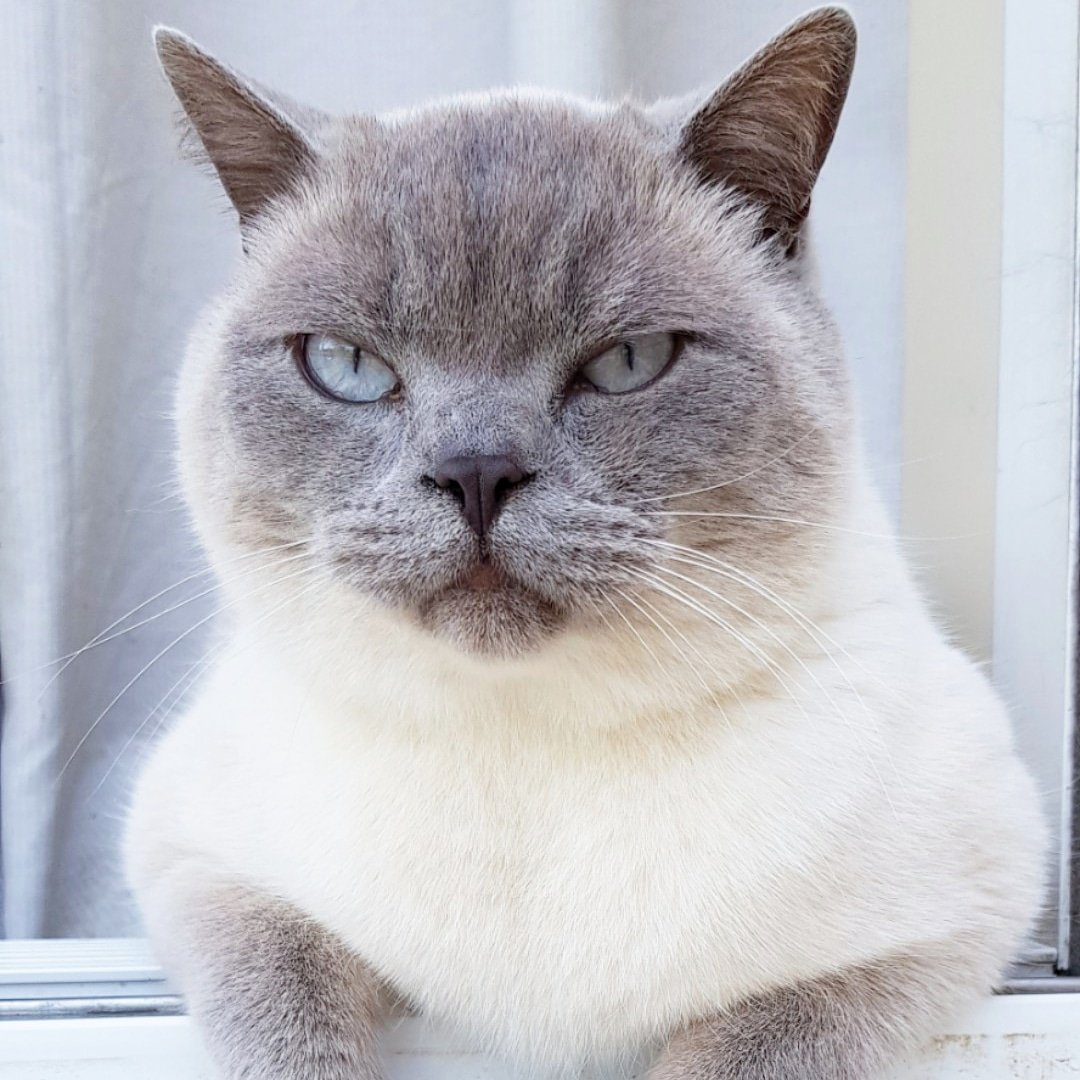 You looking at me? 👁😾