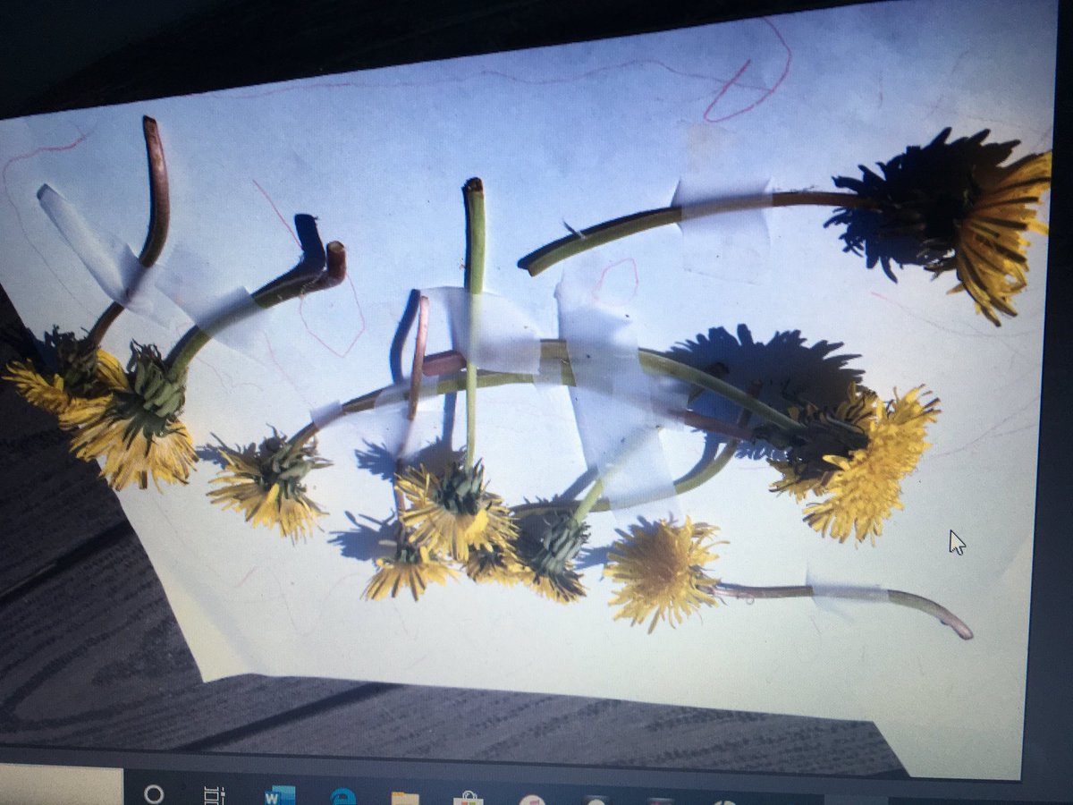KinderScope's tweet photo. Peace Dove creations 🕊@StLukeOakville https://t.co/rbWoMTVE36