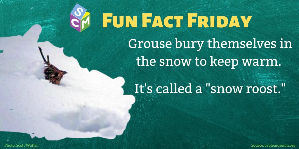 Grouse like to stay nice and warm in a bed of frozen snow!

You can learn more about grouse at cablemuseum.org

#MuseumAtHome #VirtualLearning