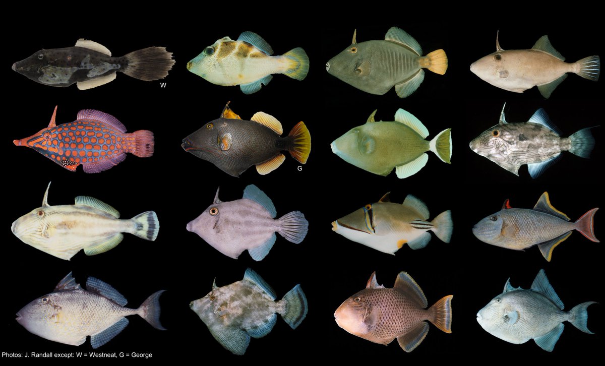 Jack Randall's photographs, ecological reports and species descriptions were integral to my thesis work, and I was saddened to hear about his recent passing. Although I never met Jack personally, I'm so grateful for all I have learned from his lifetime of scientific dedication.